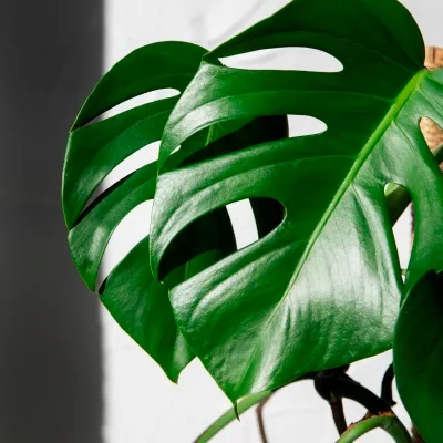 Monstera deliciosa, 100 cm · 3