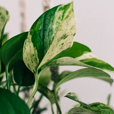 Epipremnum Marble Queen · 1