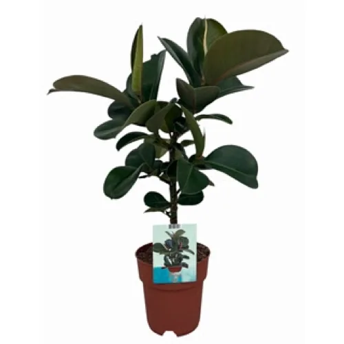 Vazoninis augalas FIKUSAS elastica Cloe 19Ø 65cm 1pp