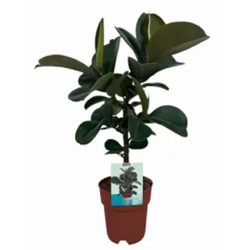 Vazoninis augalas FIKUSAS elastica Cloe 19Ø 65cm 1pp