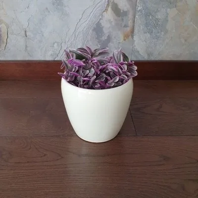 Tradescantia Sweetness · 2