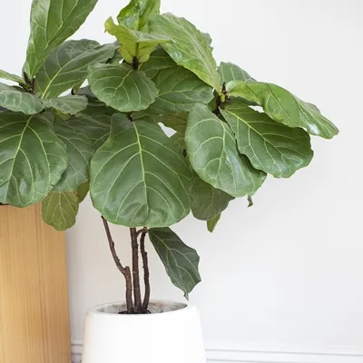 Ficus Lyrata · 3