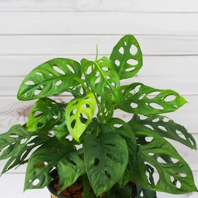 Monstera Monkey Mask · 1