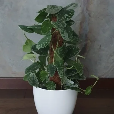Scindapsus pictus Silver Ann · 2