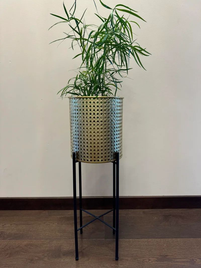Asparagus Falcatus · 1