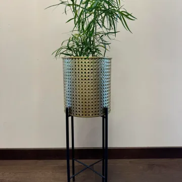 Asparagus Falcatus