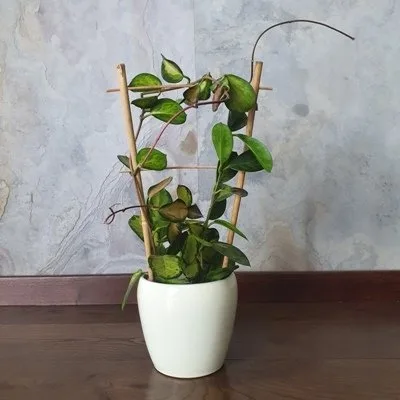 Hoya australis Lisa · 1