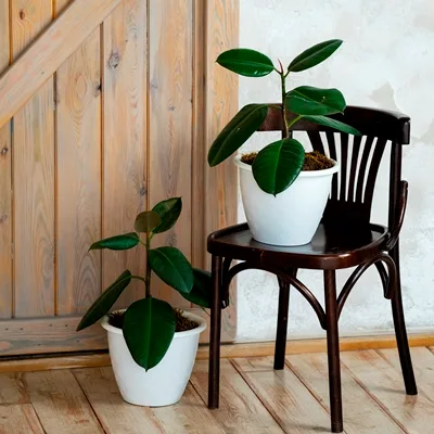 Ficus elastica Robusta · 3