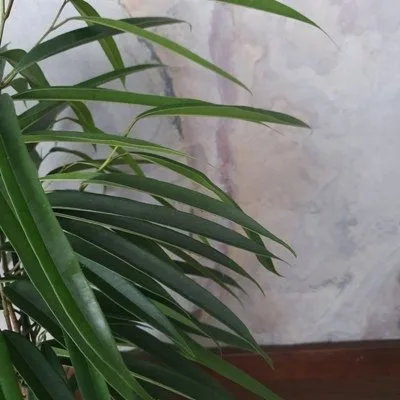 Ficus binnendiijkii Alii · 2
