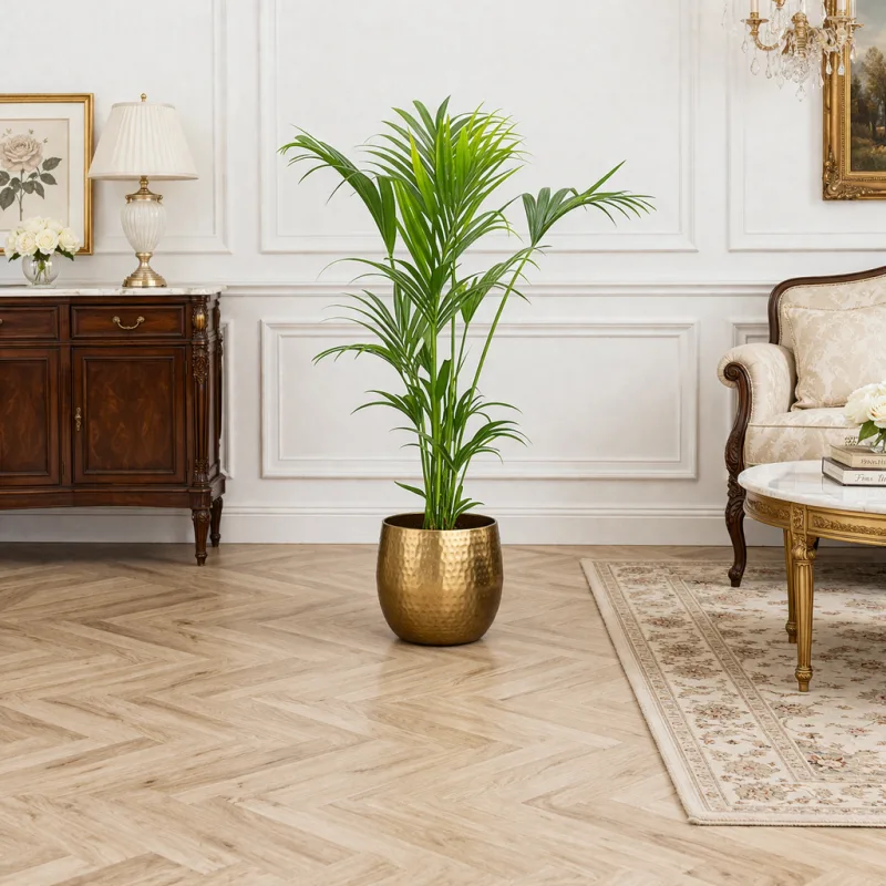 Howea Forsteriana - Kentia palmė, 130 cm. · 1