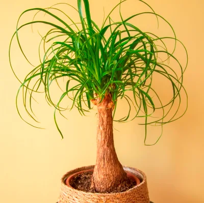Beaucarnea recurvata · 1