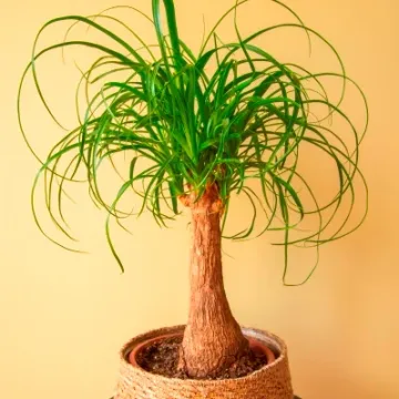 Beaucarnea recurvata