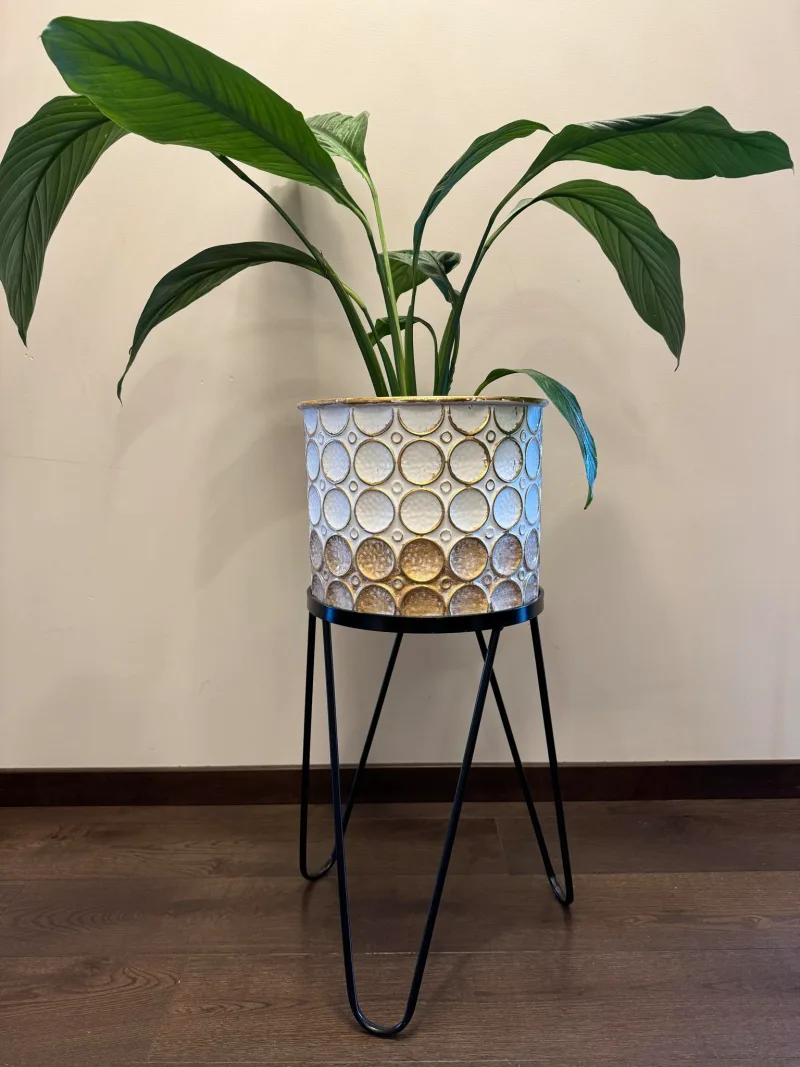 Spathiphyllum wallisii Sensation · 1