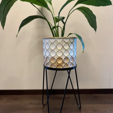 Spathiphyllum wallisii Sensation