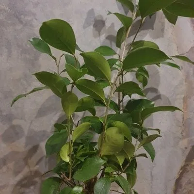Ficus retusa (F. microcarpa) -BONSAI · 3