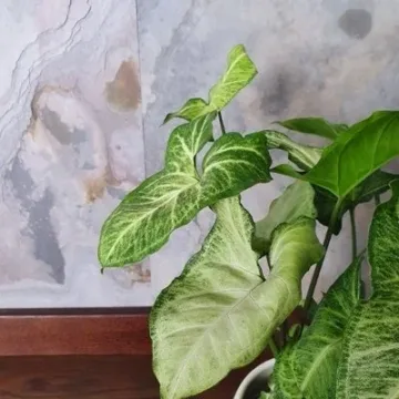 Syngonium White Butterfly