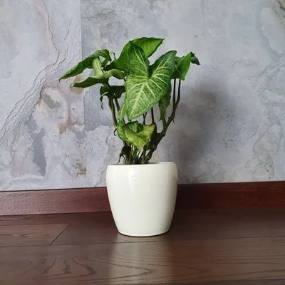 Syngonium White Butterfly · 2