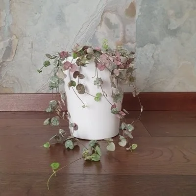 Ceropegia woodii VARIEGATA · 2