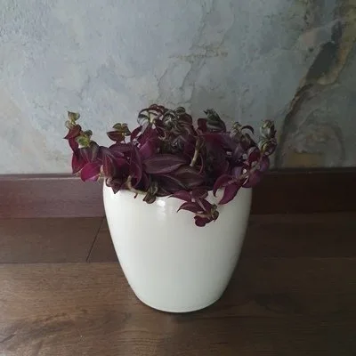 Tradescantia Purple Passion · 3