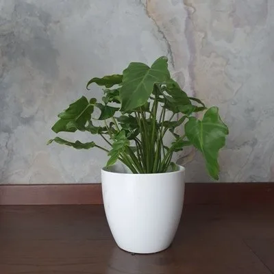 Philodendron Xanadu · 1