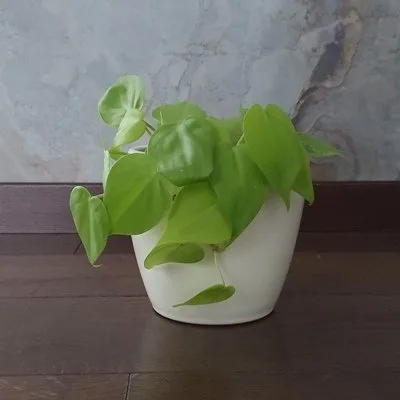 Philodendron scandens Lemon Lime · 1