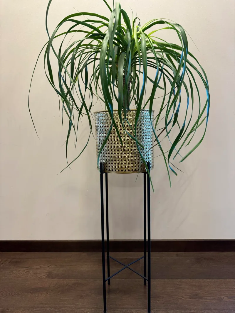 Beaucarnea recurvata · 2