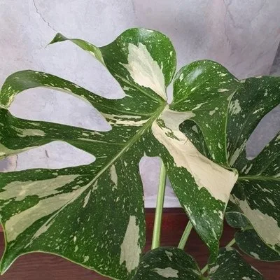 Monstera deliciosa Thai Constellation · 2