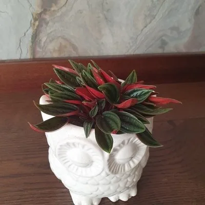 Peperomia Rosso · 2