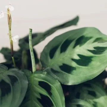 Maranta leuconeura
