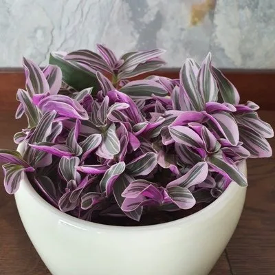 Tradescantia Sweetness · 1