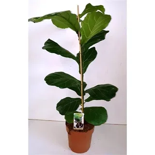 Vazoninis augalas Lyralapis fikusas (Ficus lyrata), 21Ø 80cm