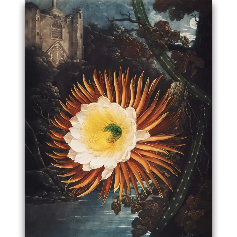 Reprodukcija „Nakties karalienė“, Robert John Thornton, (1808)