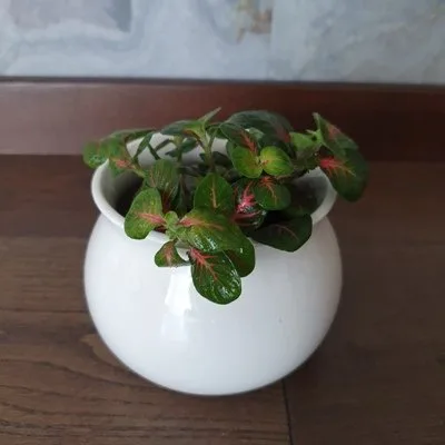 Fittonia Bubble Red · 1