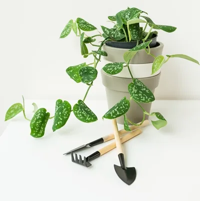 Scindapsus pictus Silver Ann · 1