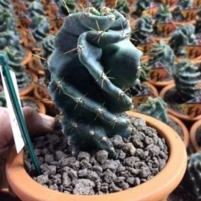 Cereus forbesii Spiralis · 3