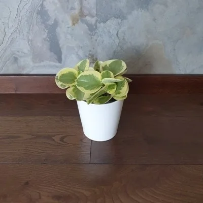 Peperomia Obtusifolia Variegata · 3