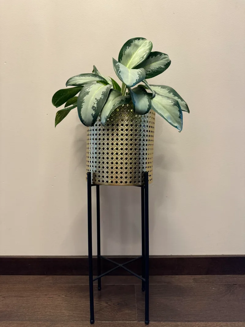 Aglaonema Green Bowl · 2