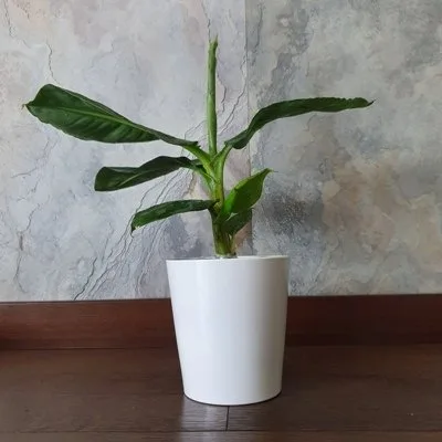 Musa Oriental Dwarf · 1
