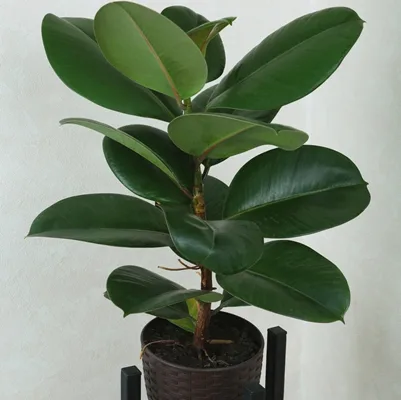 Ficus elastica Robusta · 1