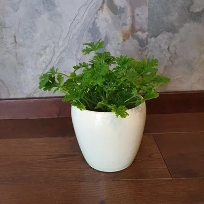 Geranium · 3