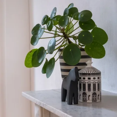 Pilea peperomioides · 1