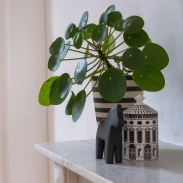Pilea peperomioides