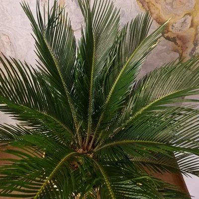 Cycas Revoluta · 2