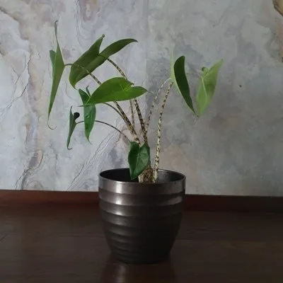 Alocasia zebrina · 1