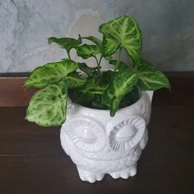 Syngonium Green Robusta · 2