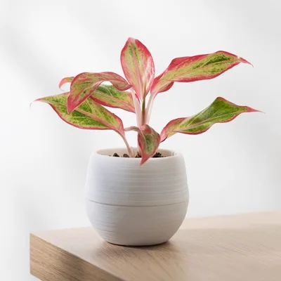 Aglaonema Crete Flame · 1