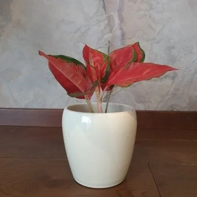 Aglaonema Red Elephant · 1