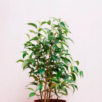 Ficus benjamina Green kinky · 1