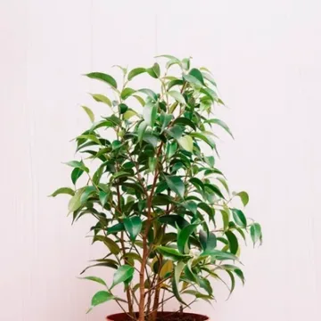 Ficus benjamina Green kinky
