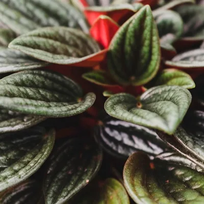 Peperomia Rosso · 1
